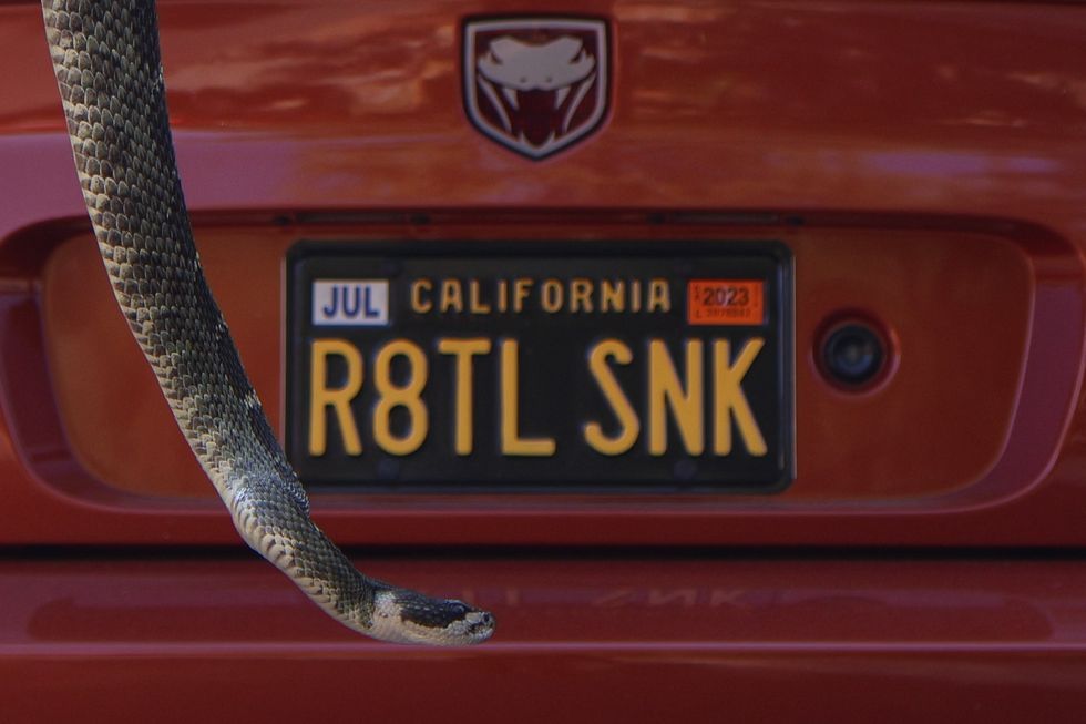 dodge viper len ramirez snake and license plate