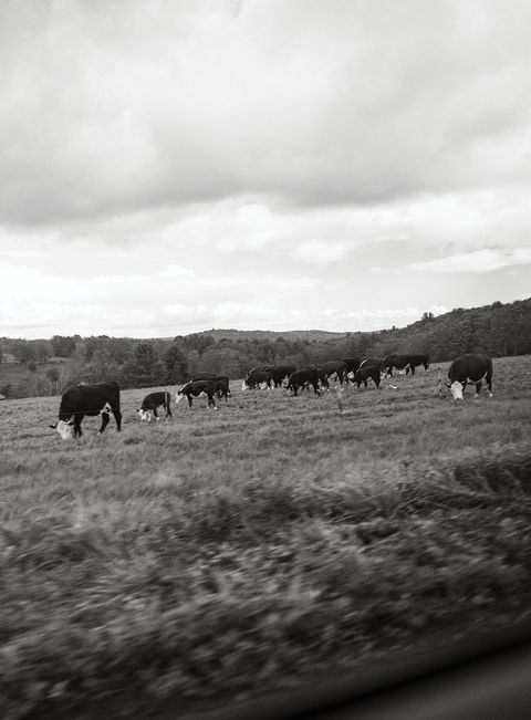 cows along the road